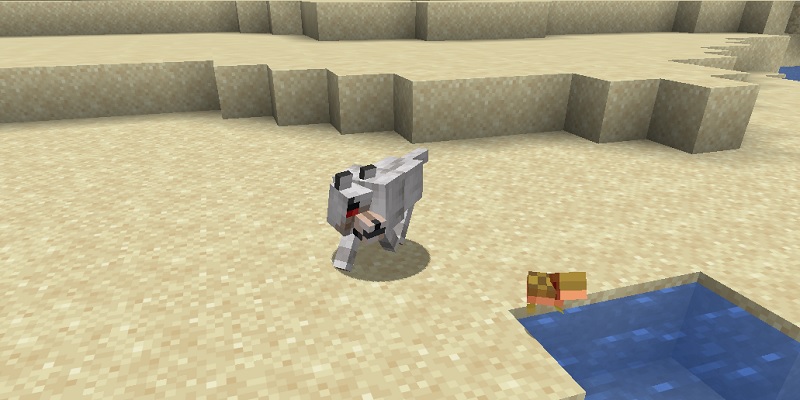 オオカミに攻撃される子どものカメ