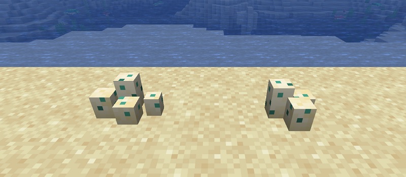 砂ブロックの上に置かれたカメの卵