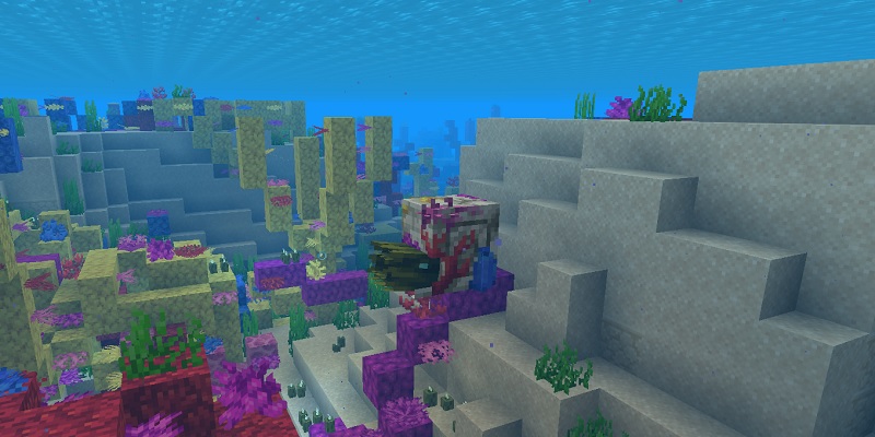 暖かい海のゾンビオウムガイ亜種